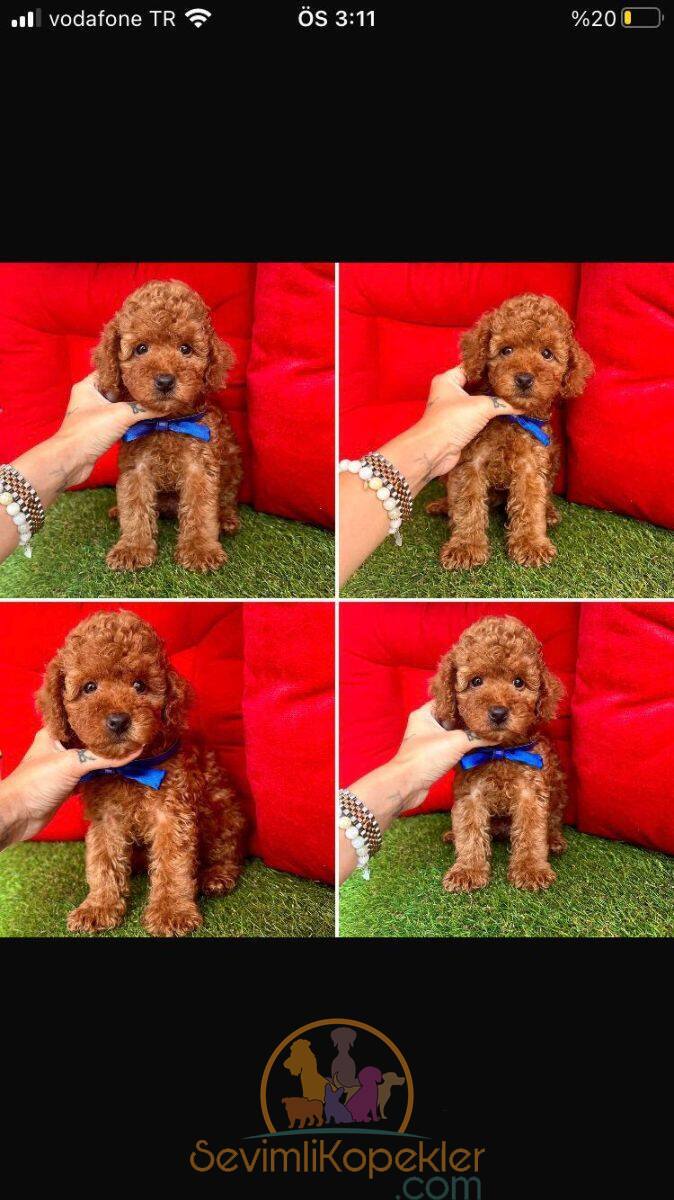 satılık Poodle Toy ikinci fotoğrafı