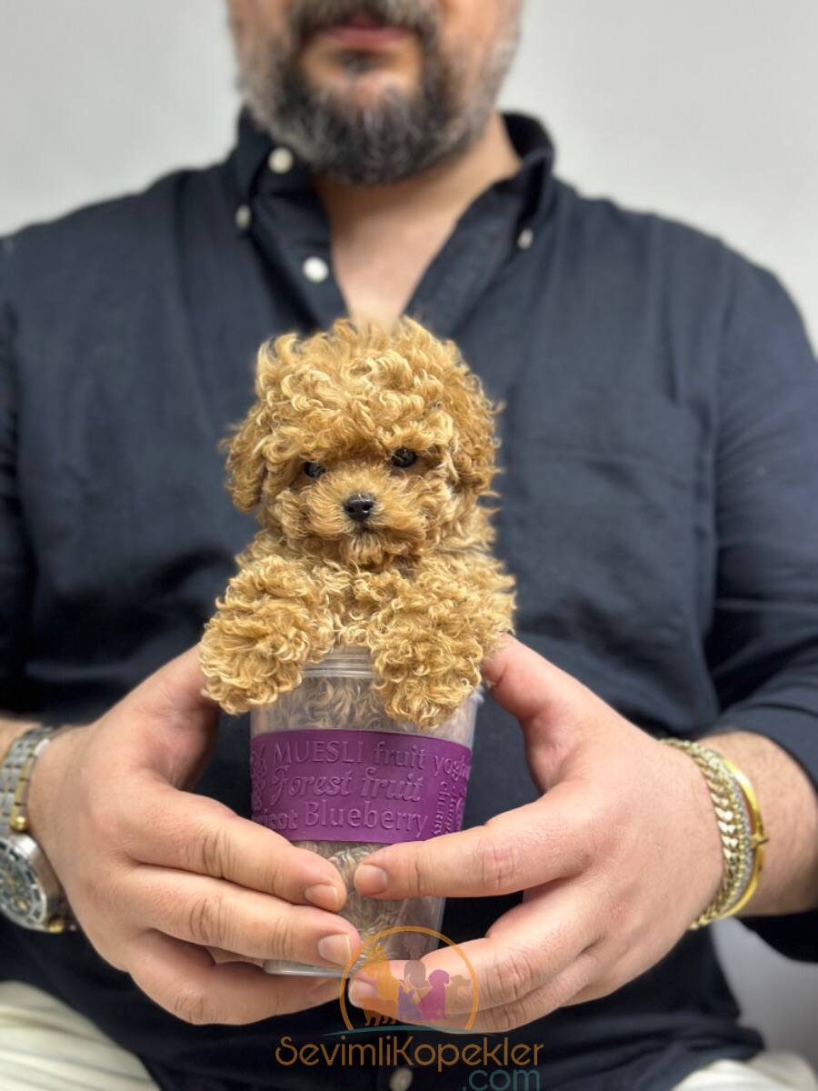 satılık Micro Poodle dördüncü fotoğrafı