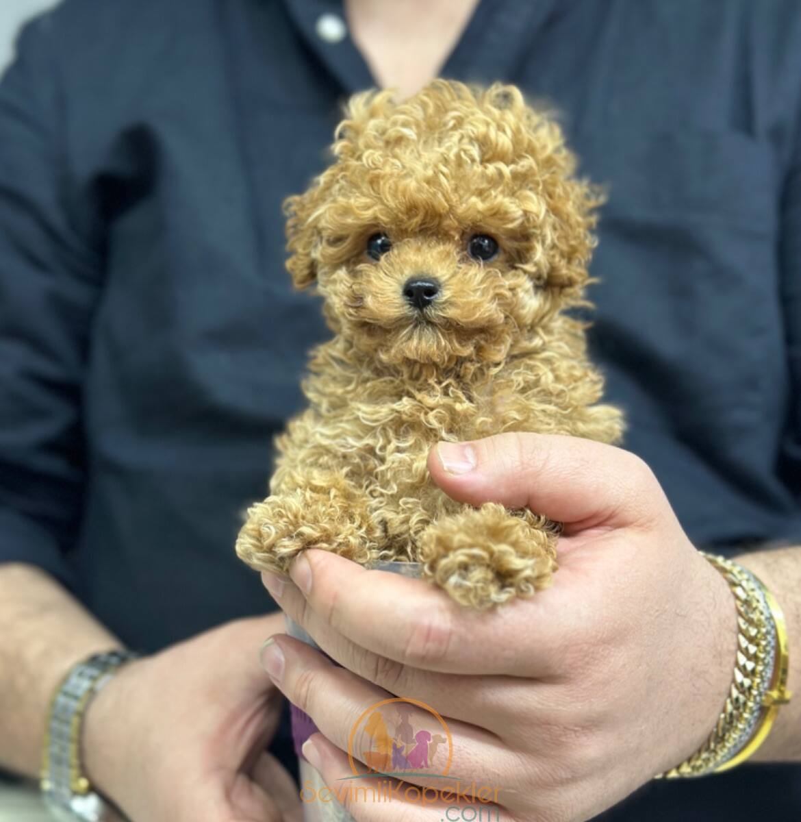 satılık Micro Poodle beşinci fotoğrafı