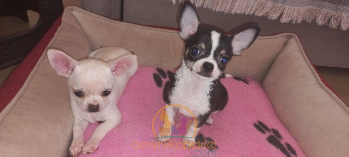 satılık Chihuahua ikinci fotoğrafı