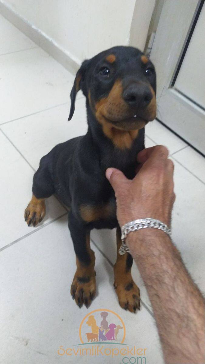 satılık Doberman ikinci fotoğrafı