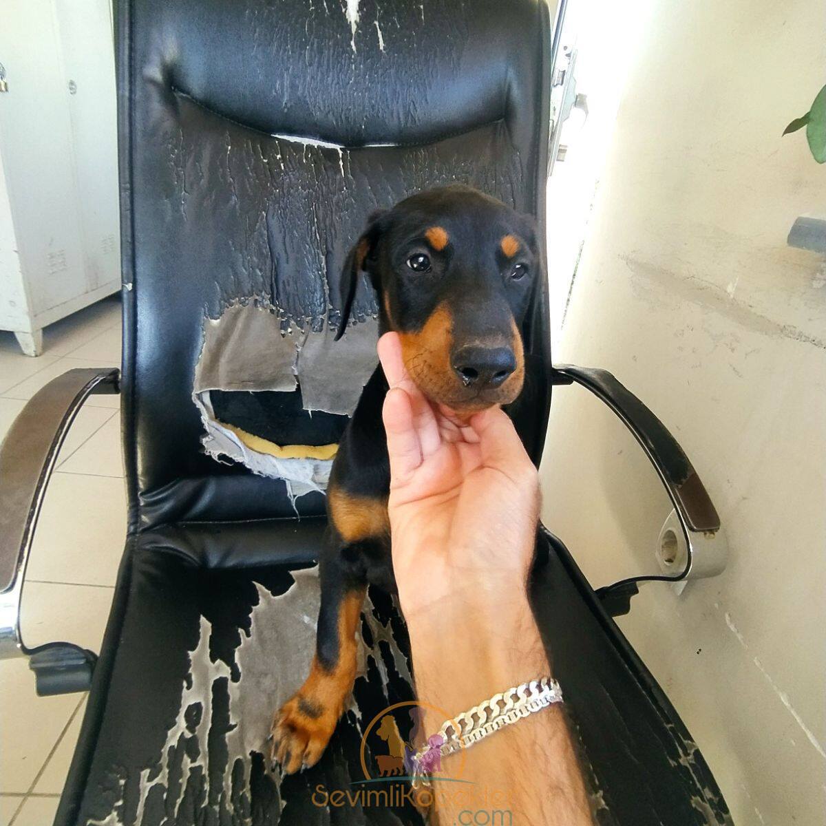 satılık Doberman dördüncü fotoğrafı