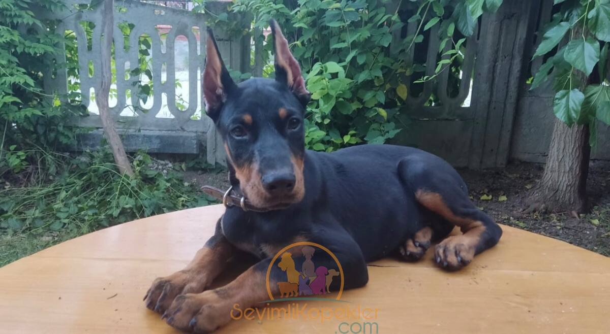 satılık Doberman fiyatı