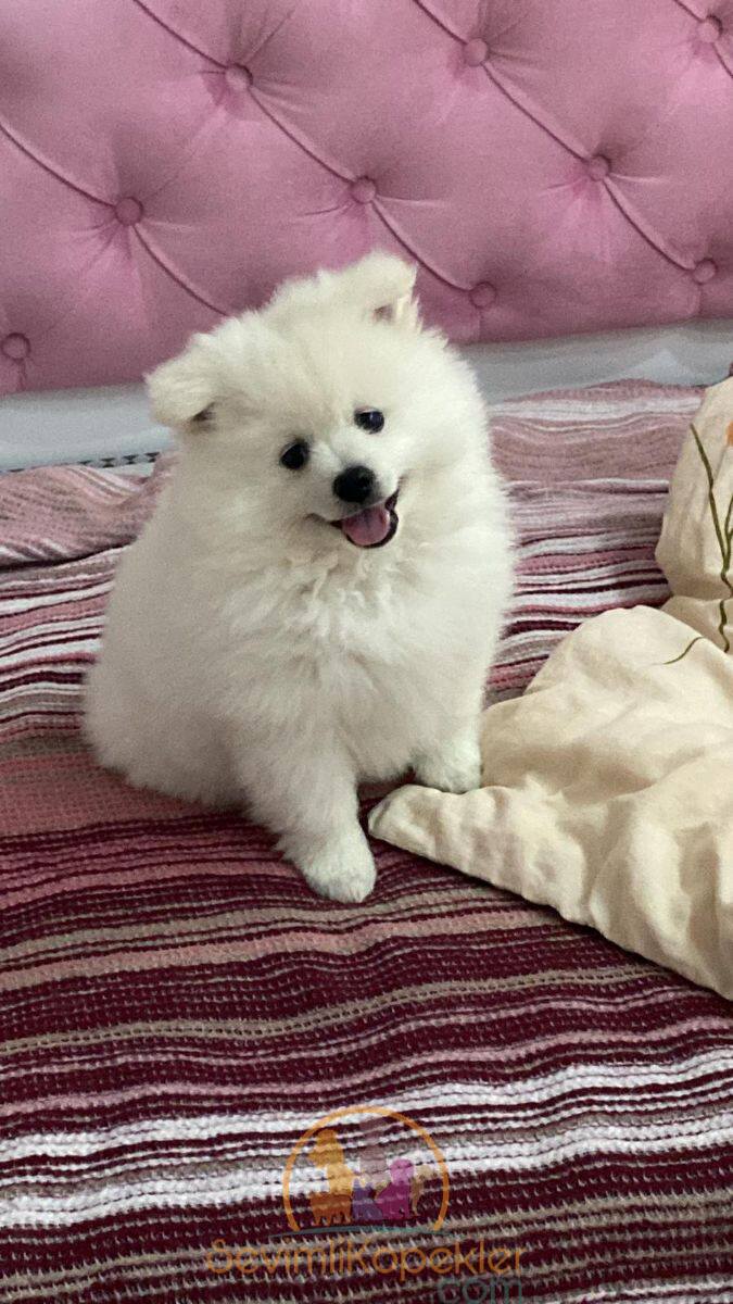 satılık Pomeranian ikinci fotoğrafı