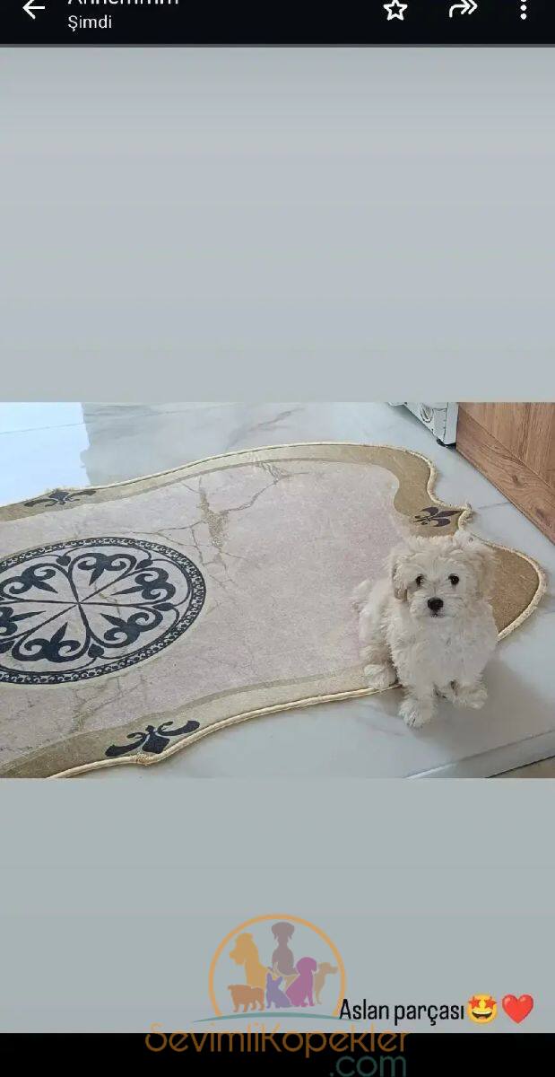 satılık Terrier Maltese ikinci fotoğrafı