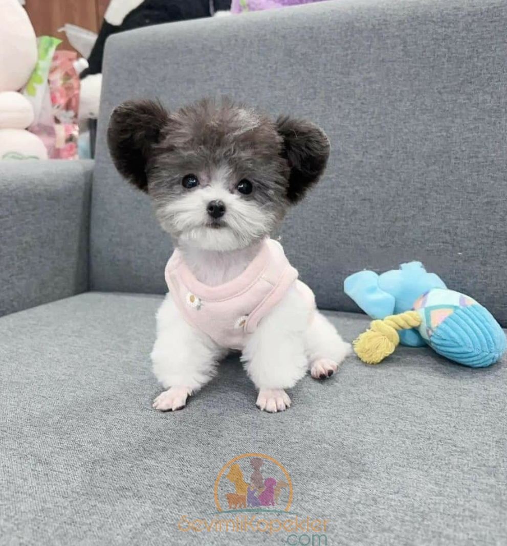 satılık Poodle Toy fiyatı