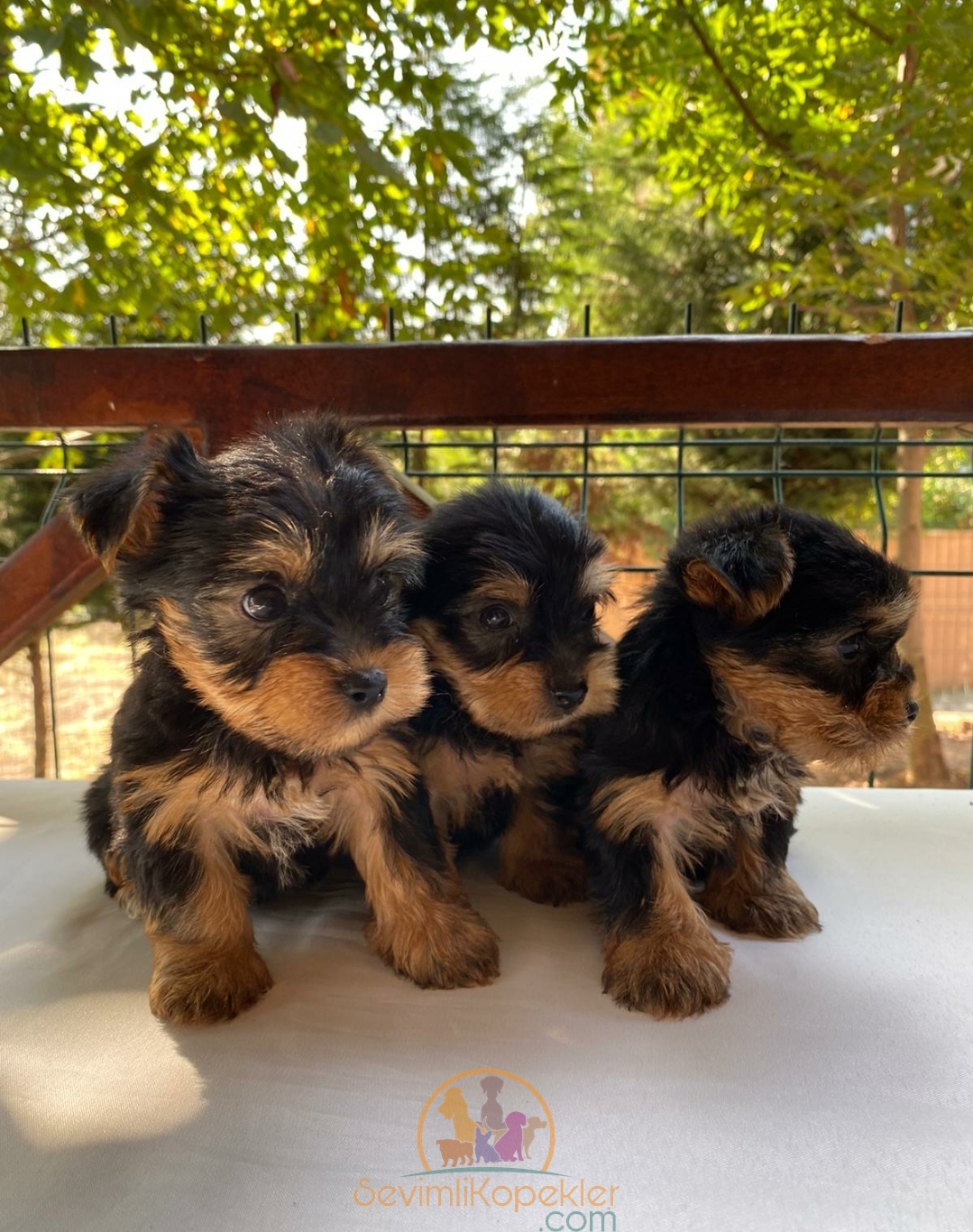 satılık Yorkshire Terrier fiyatı