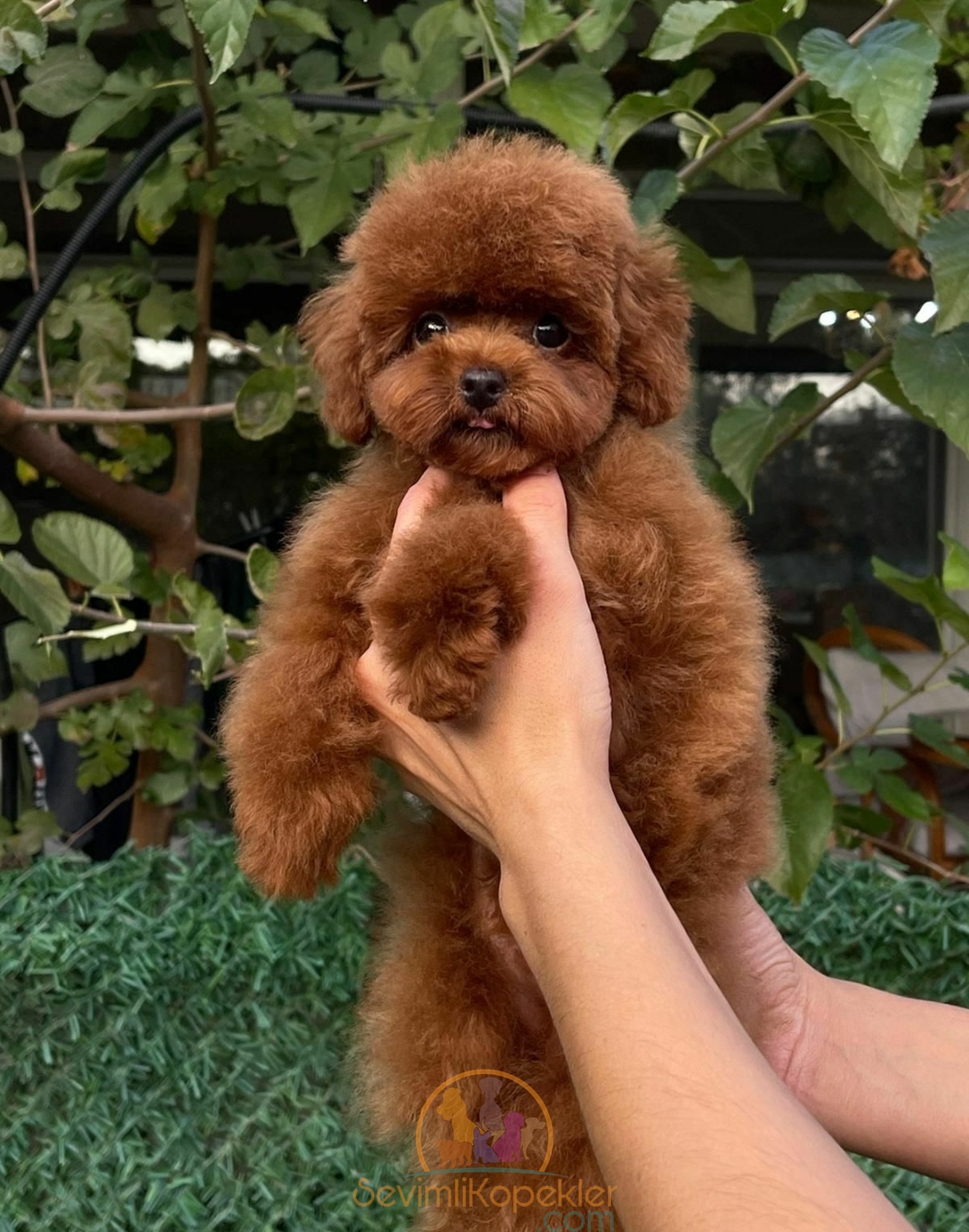 satılık-Poodle Toy-1