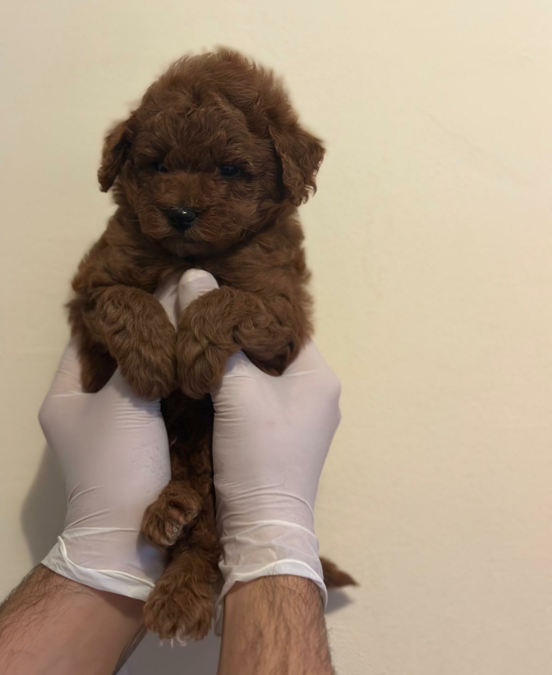 satılık Poodle Toy fiyatı