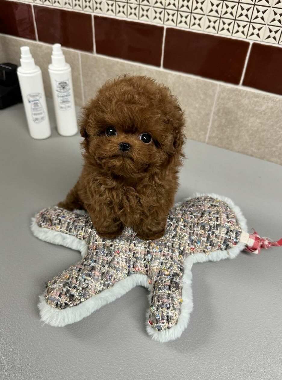 satılık Poodle Toy fiyatı