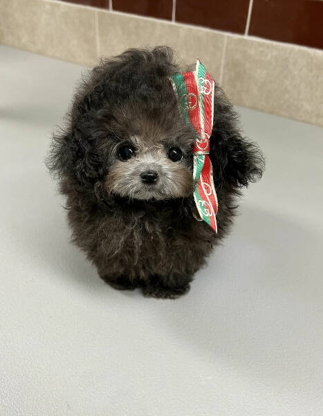 satılık Poodle Toy üçüncü fotoğrafı