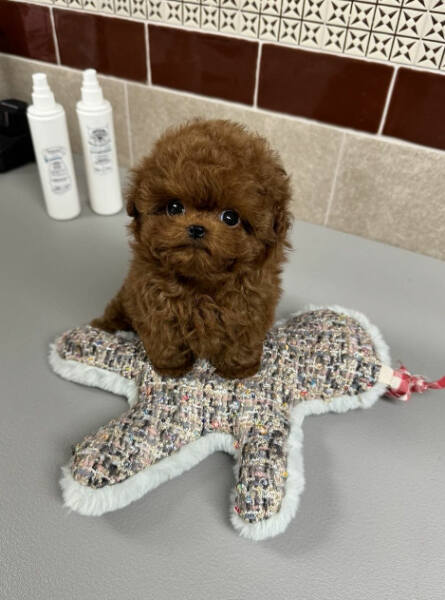 satılık Poodle Toy dördüncü fotoğrafı