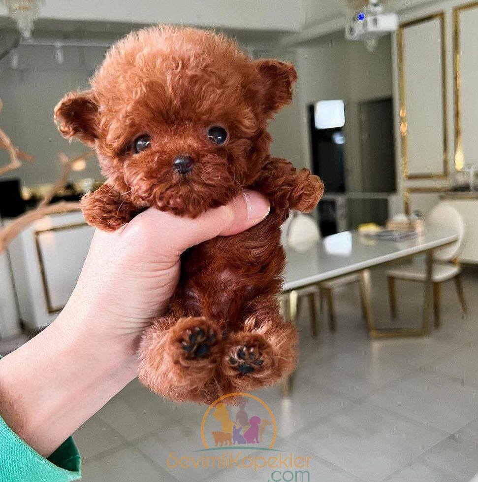 satılık Poodle Toy fiyatı