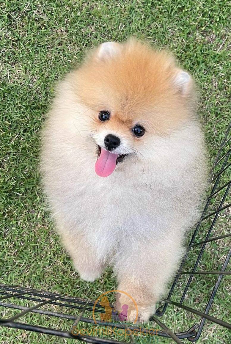 satılık Pomeranian ikinci fotoğrafı