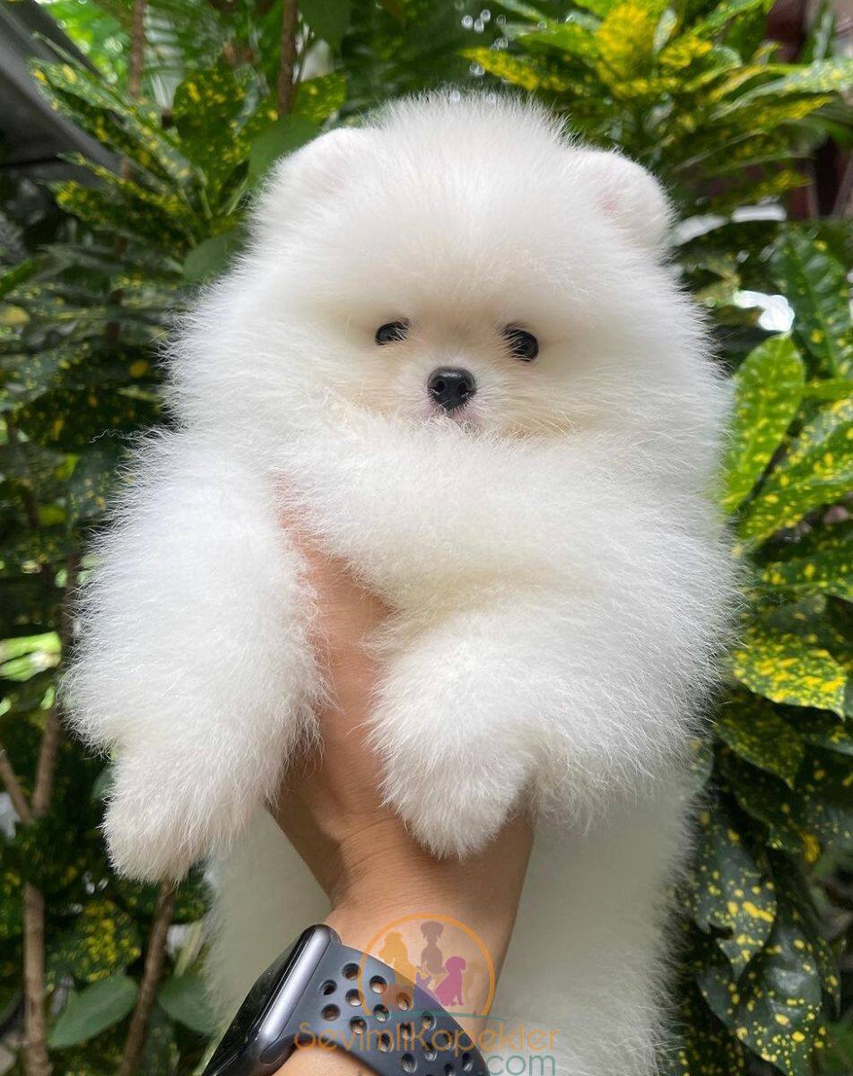 satılık Pomeranian üçüncü fotoğrafı