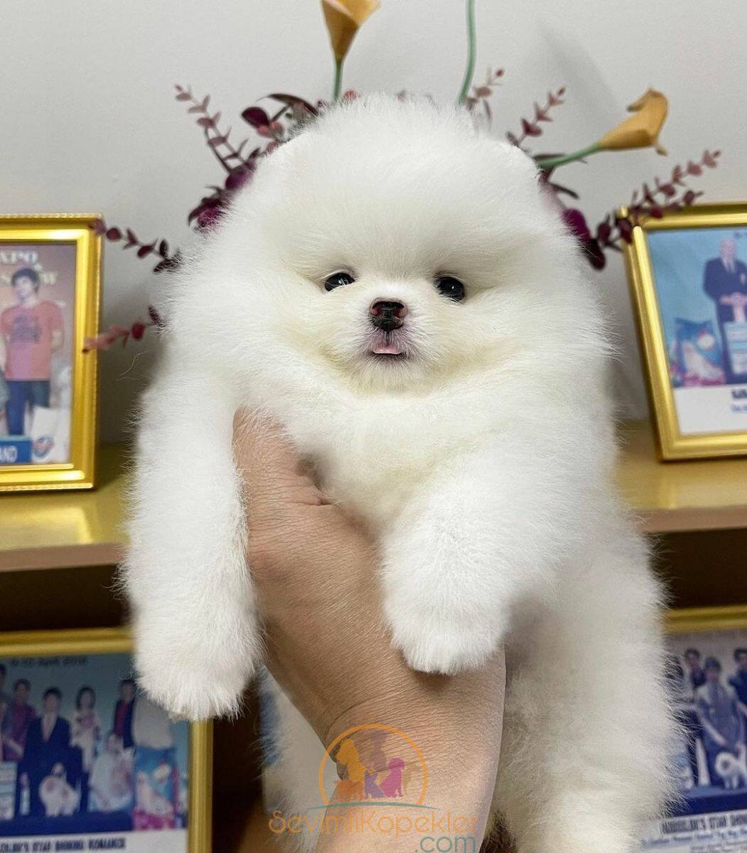 satılık Pomeranian beşinci fotoğrafı