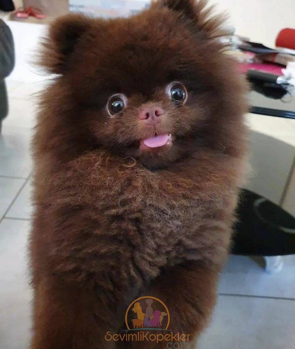 satılık Pomeranian fiyatı