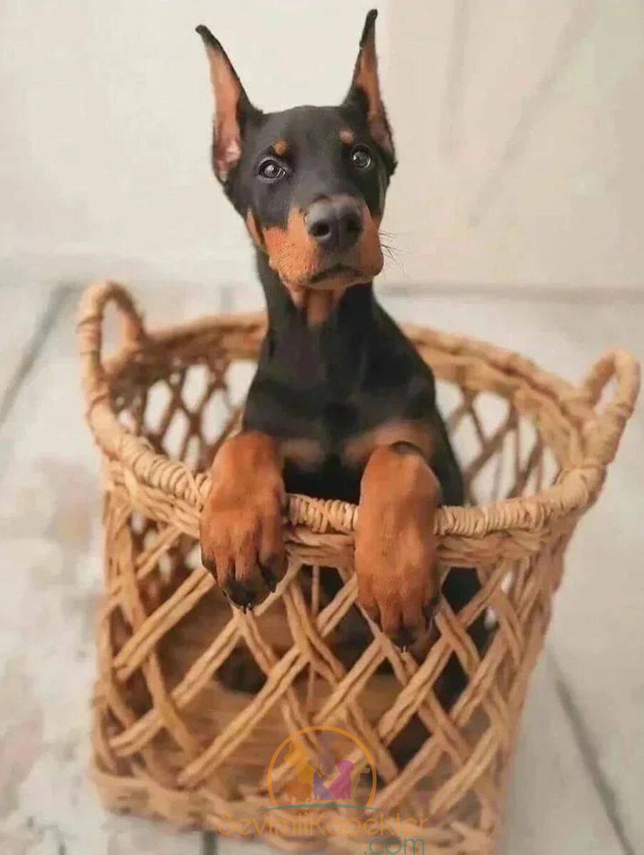 satılık Doberman fiyatı