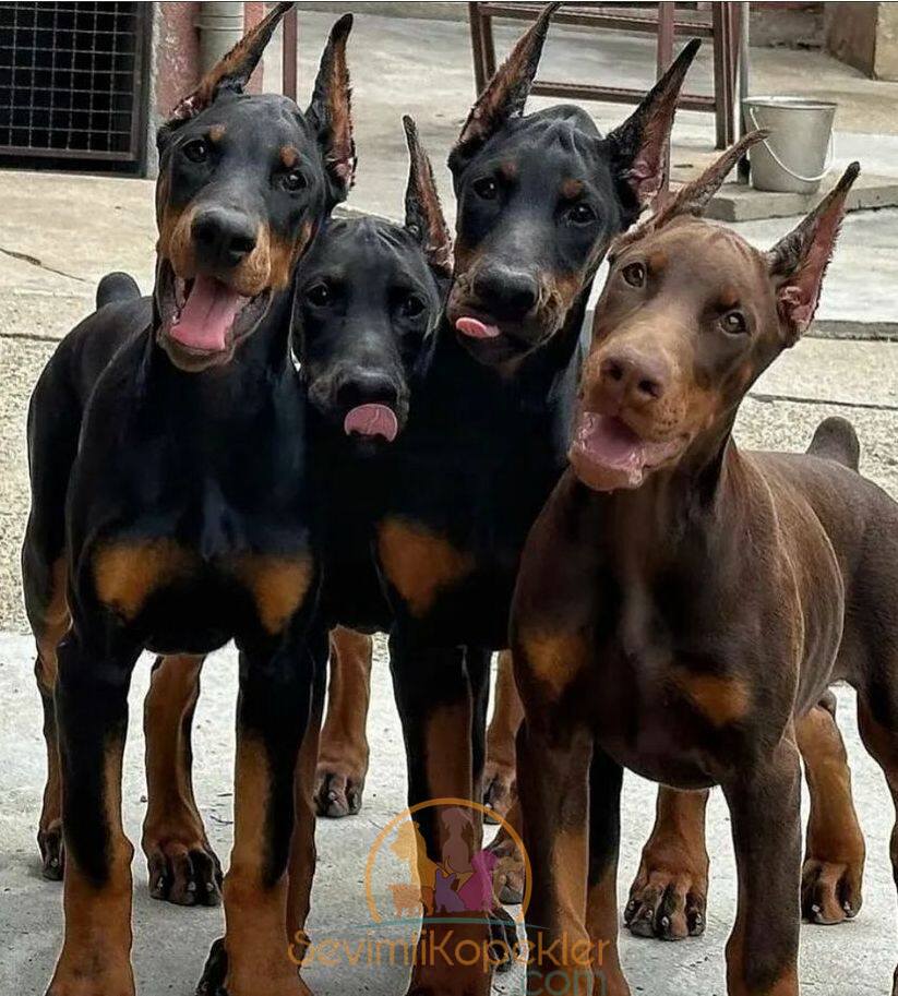 satılık Doberman fiyatı