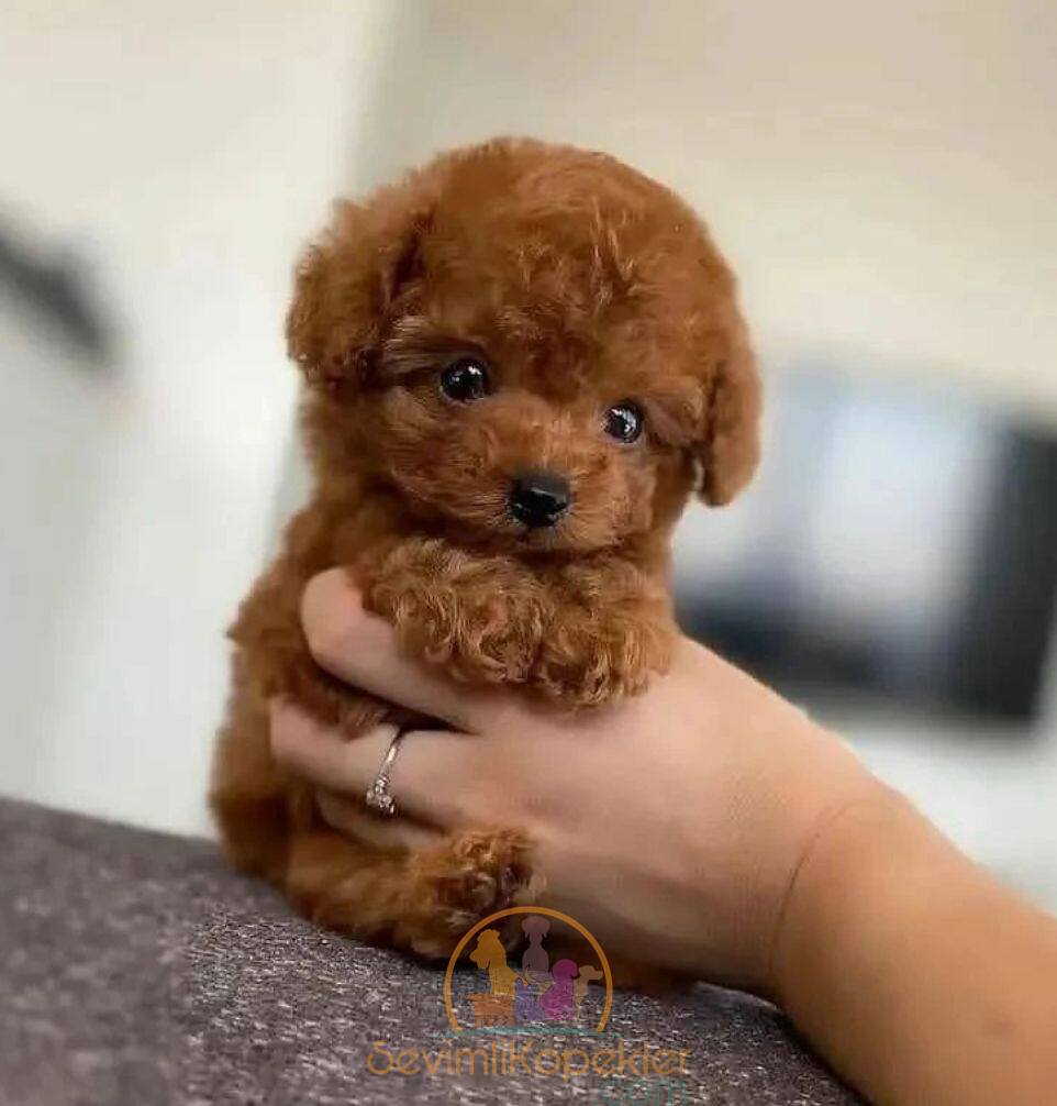 satılık Poodle Toy fiyatı