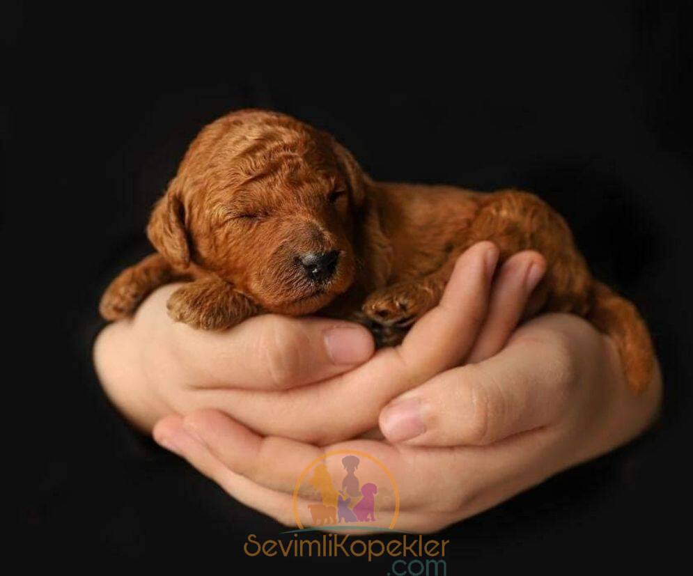 satılık Poodle Toy ikinci fotoğrafı