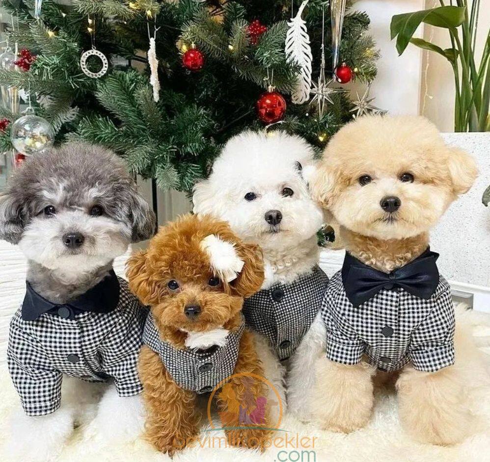 satılık Poodle Toy üçüncü fotoğrafı