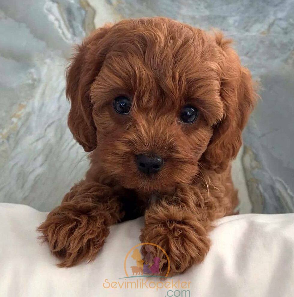 satılık Poodle Toy dördüncü fotoğrafı