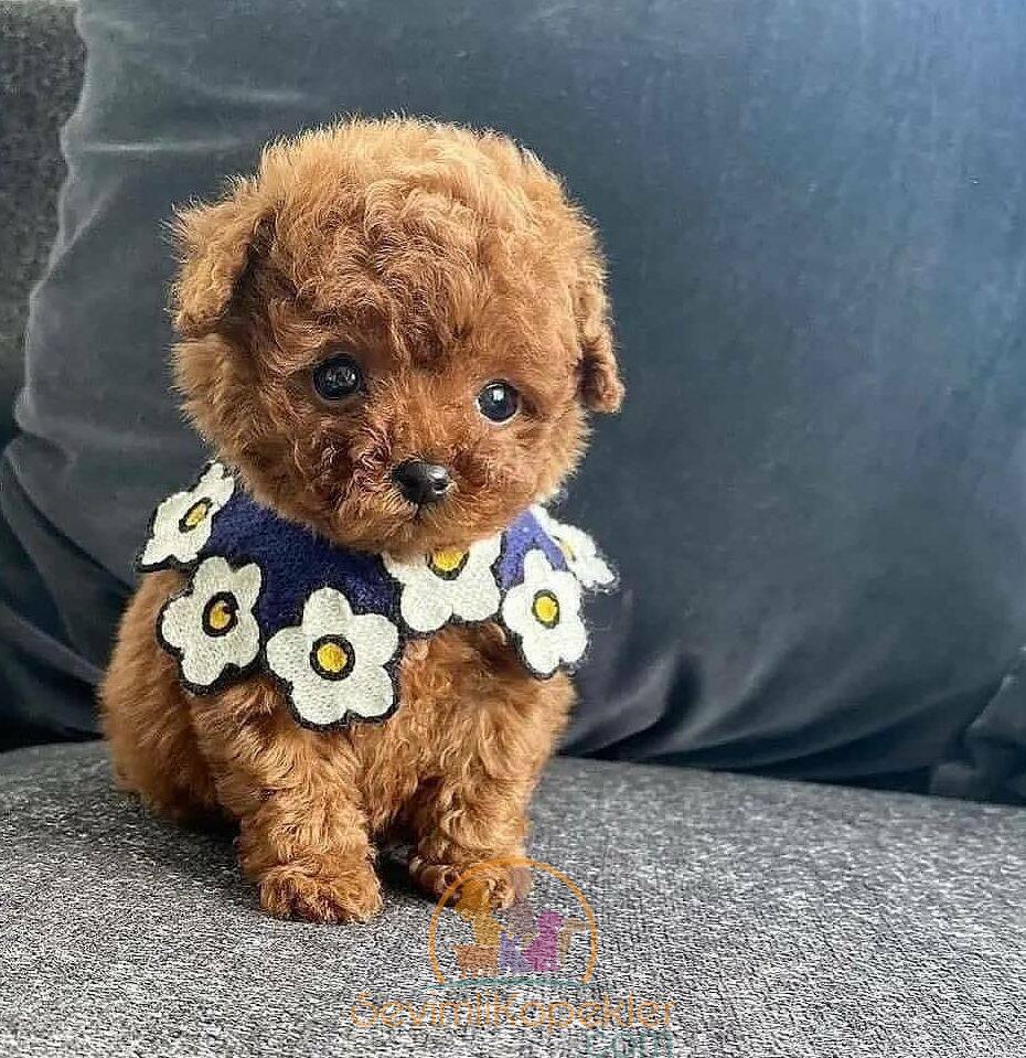 satılık Poodle Toy beşinci fotoğrafı