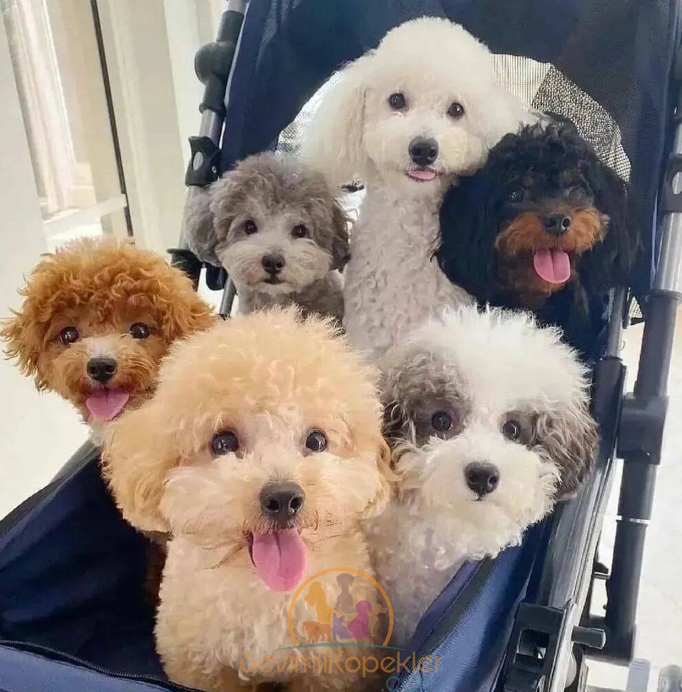 satılık Poodle Toy ikinci fotoğrafı