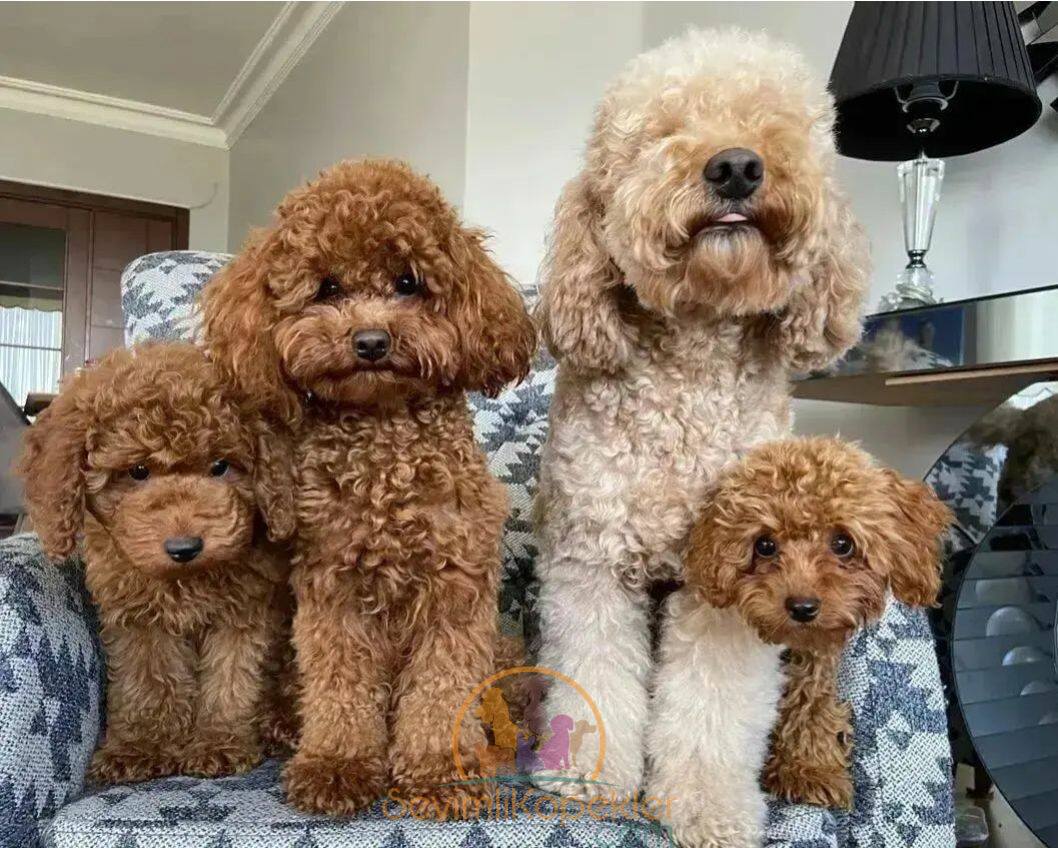 satılık Poodle Toy üçüncü fotoğrafı