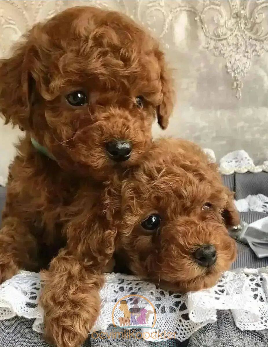 satılık Poodle Toy beşinci fotoğrafı