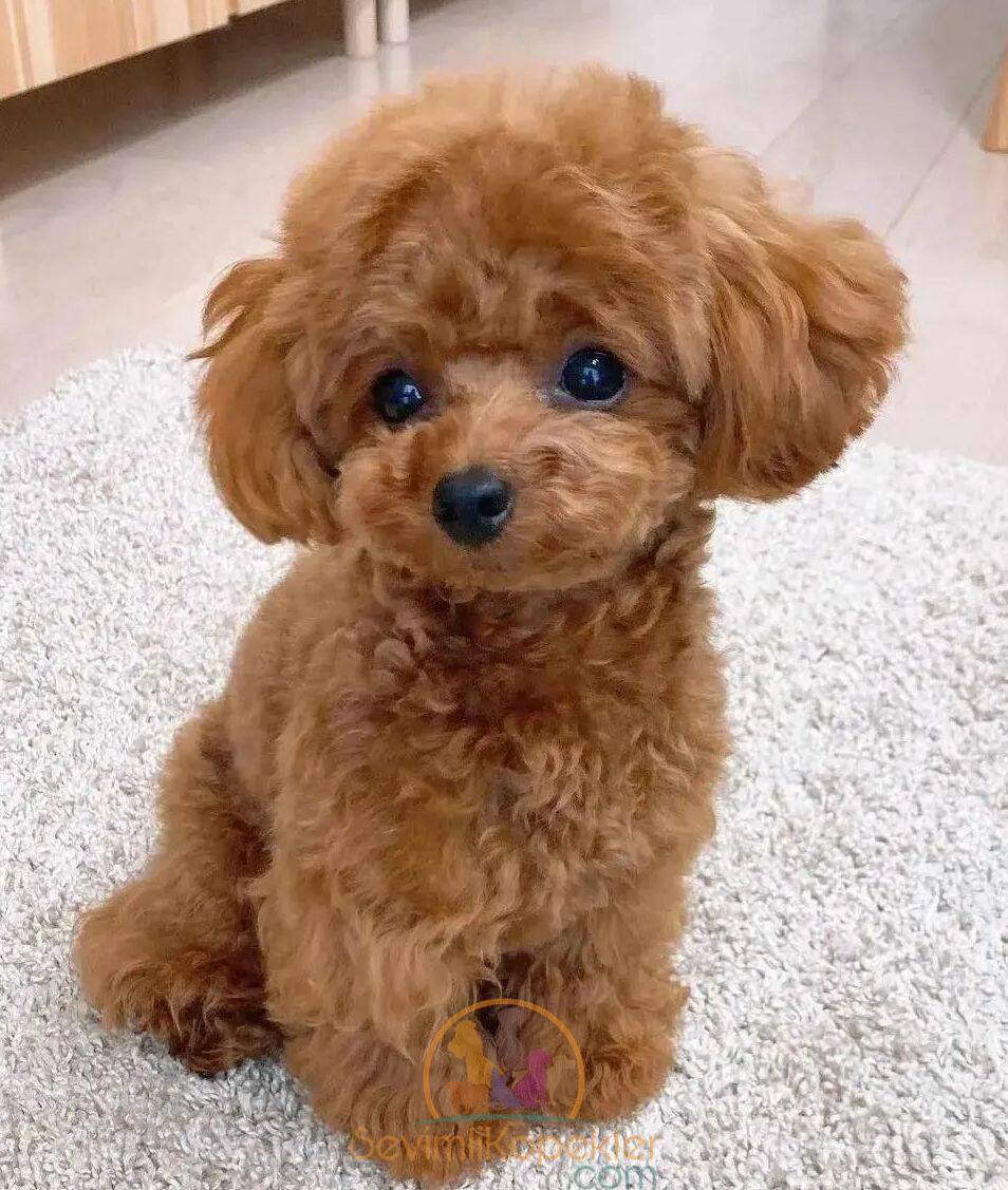 satılık Poodle Toy ikinci fotoğrafı