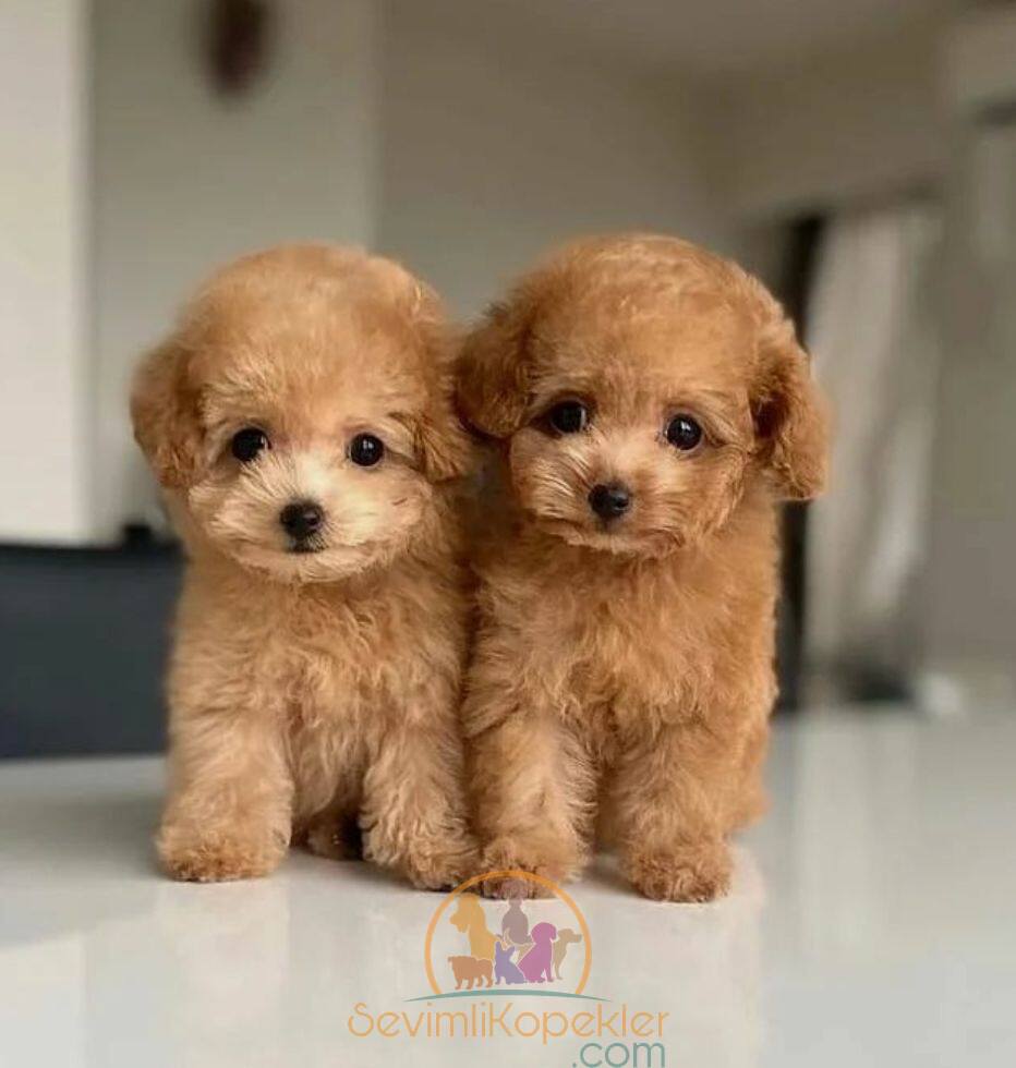 satılık Poodle Toy üçüncü fotoğrafı