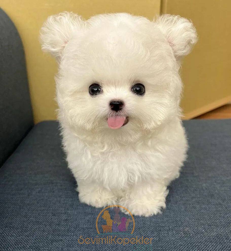 satılık Poodle Toy dördüncü fotoğrafı