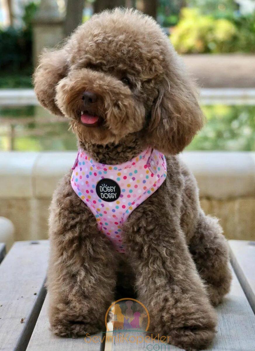 satılık Poodle Toy beşinci fotoğrafı