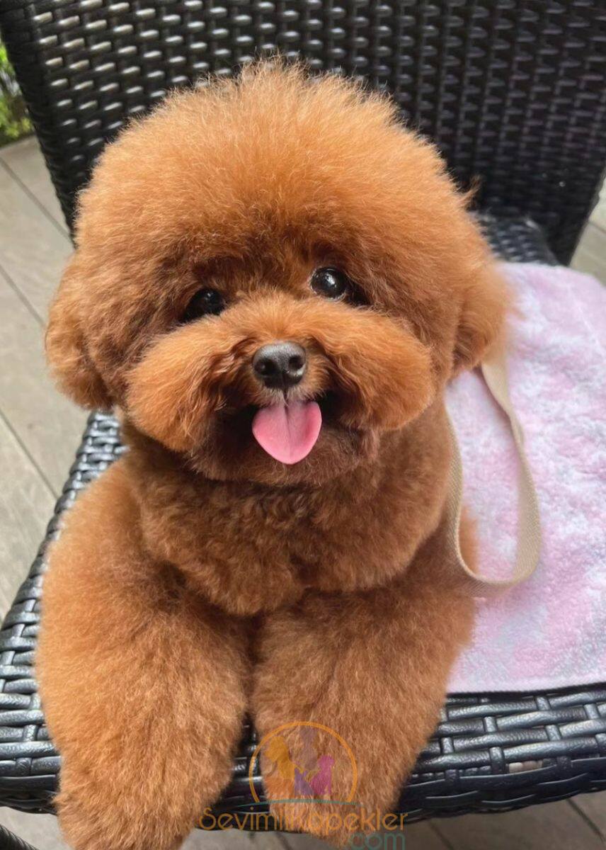 satılık Poodle Toy dördüncü fotoğrafı