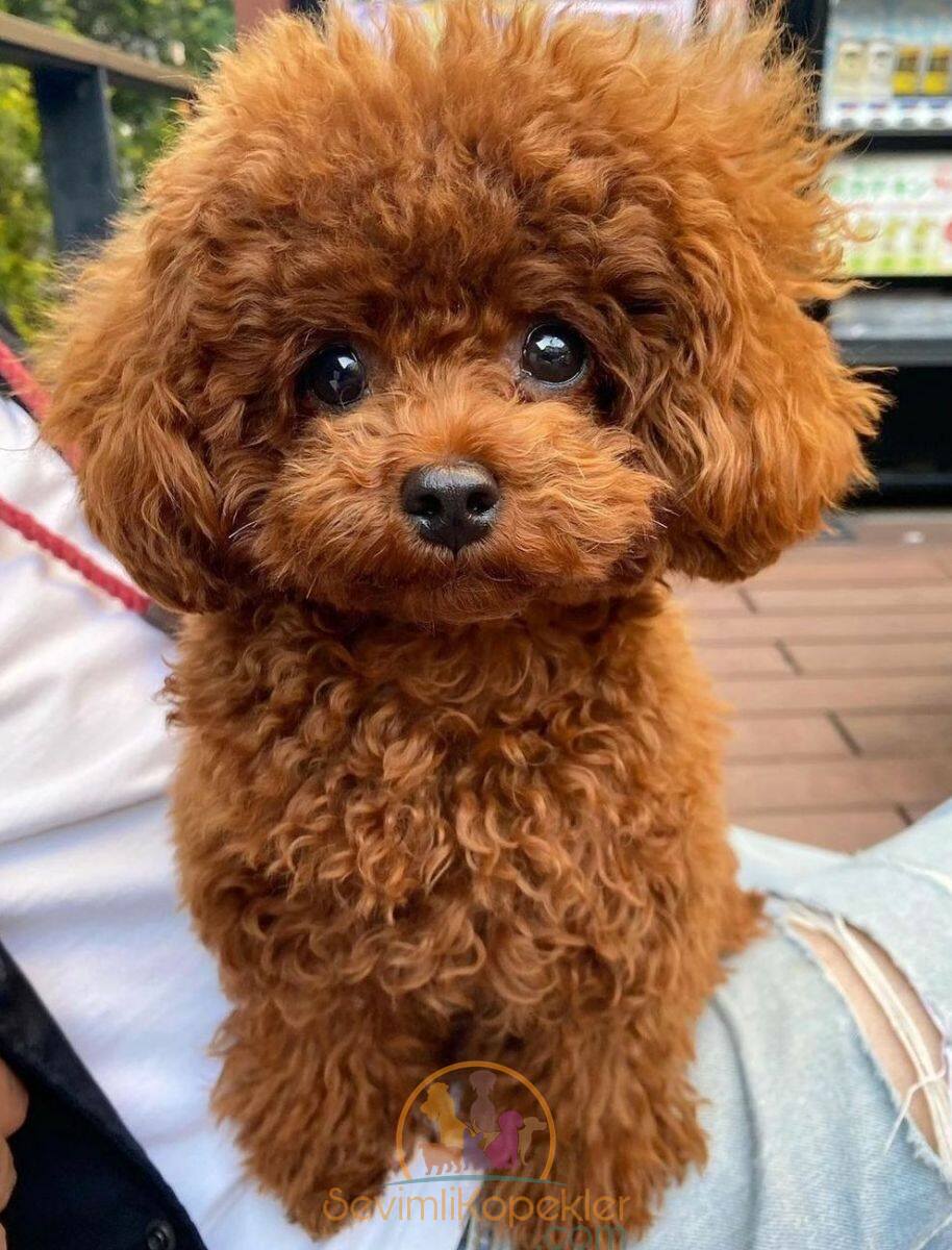 satılık Poodle Toy beşinci fotoğrafı