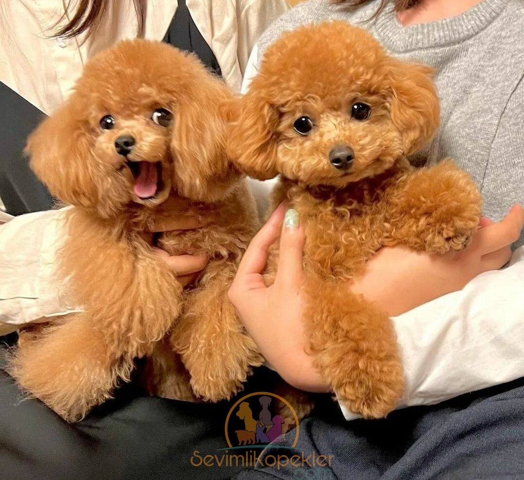 satılık Poodle Toy fiyatı