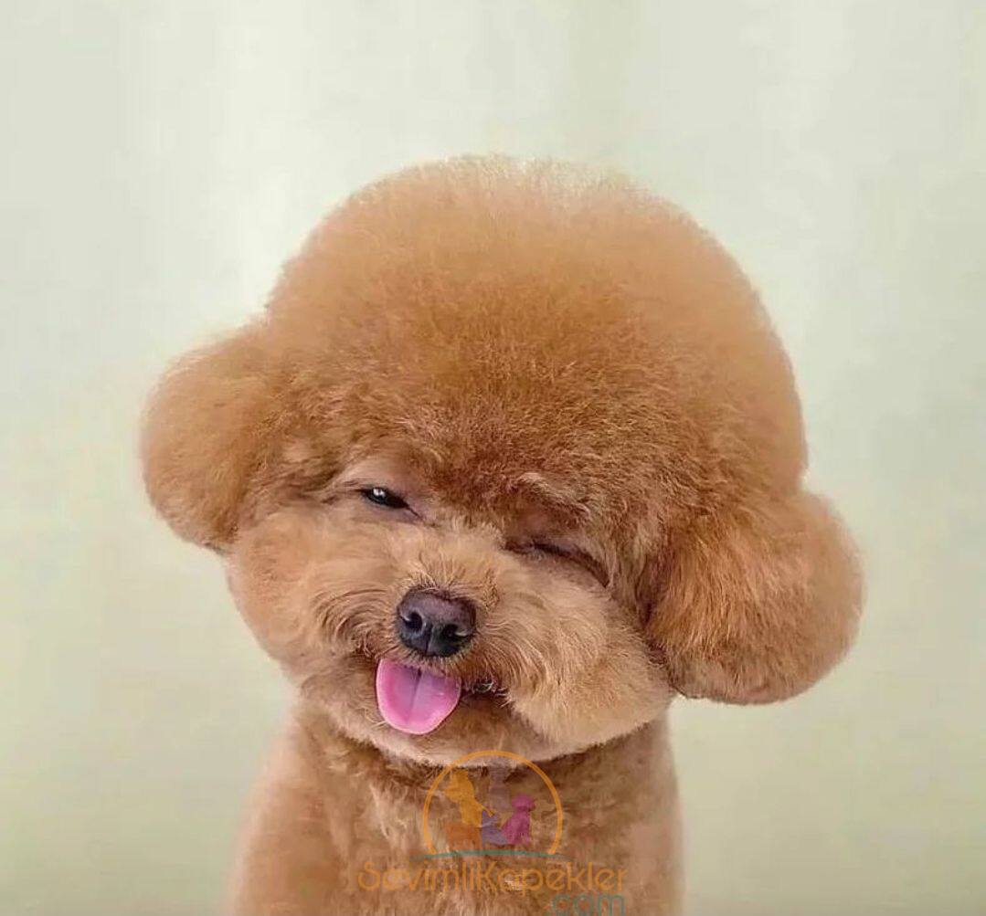 satılık Poodle Toy fiyatı