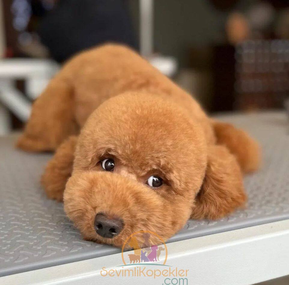 satılık Poodle Toy fiyatı