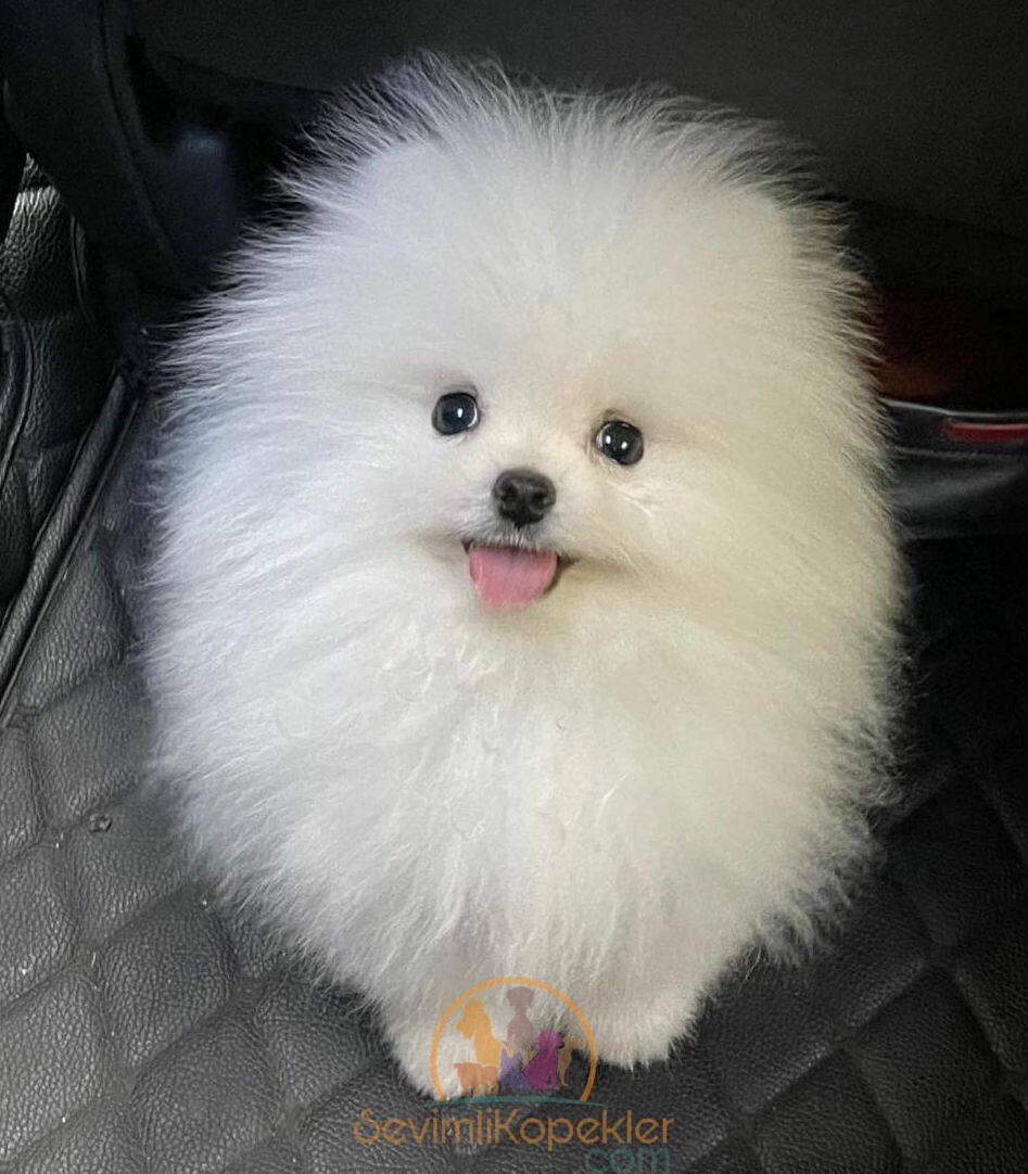 satılık Pomeranian fiyatı