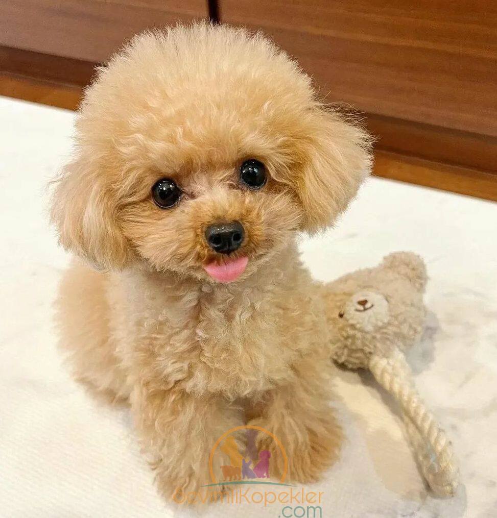 satılık-Poodle Toy-1