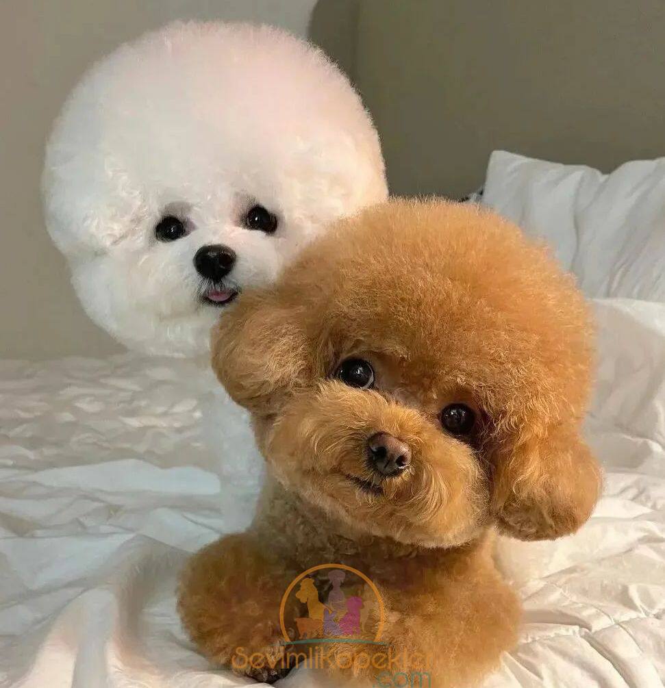 satılık Poodle Toy fiyatı