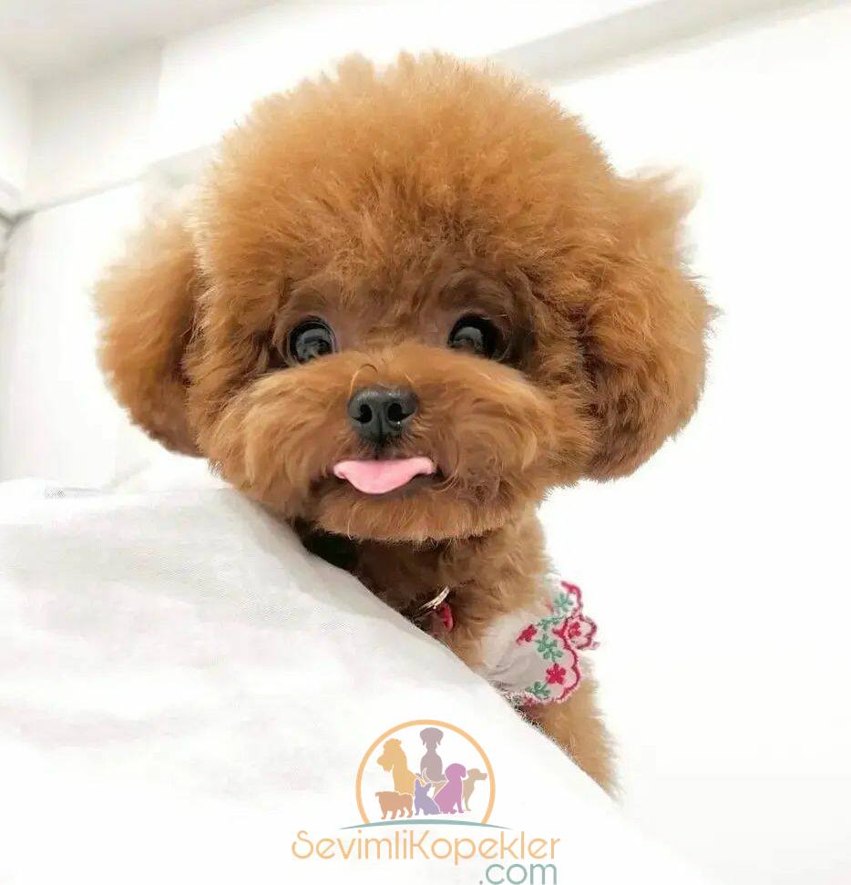 satılık Poodle Toy fiyatı