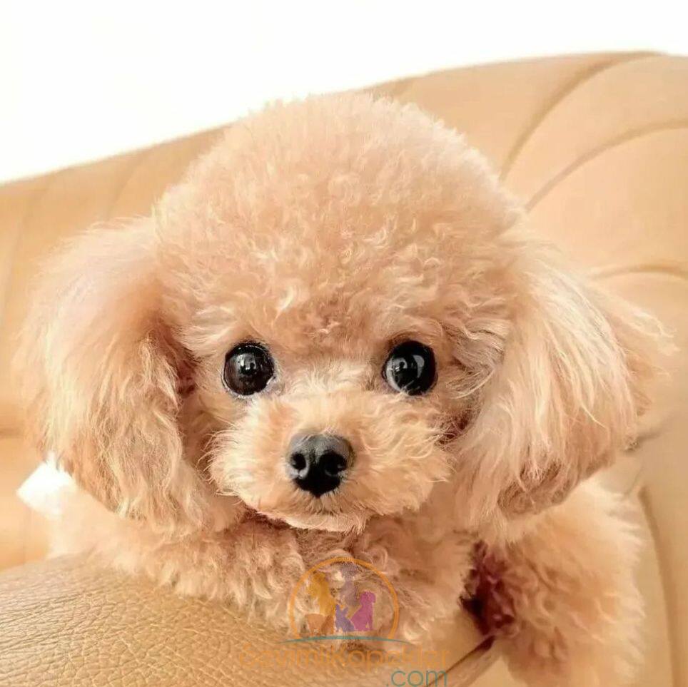 satılık Poodle Toy fiyatı