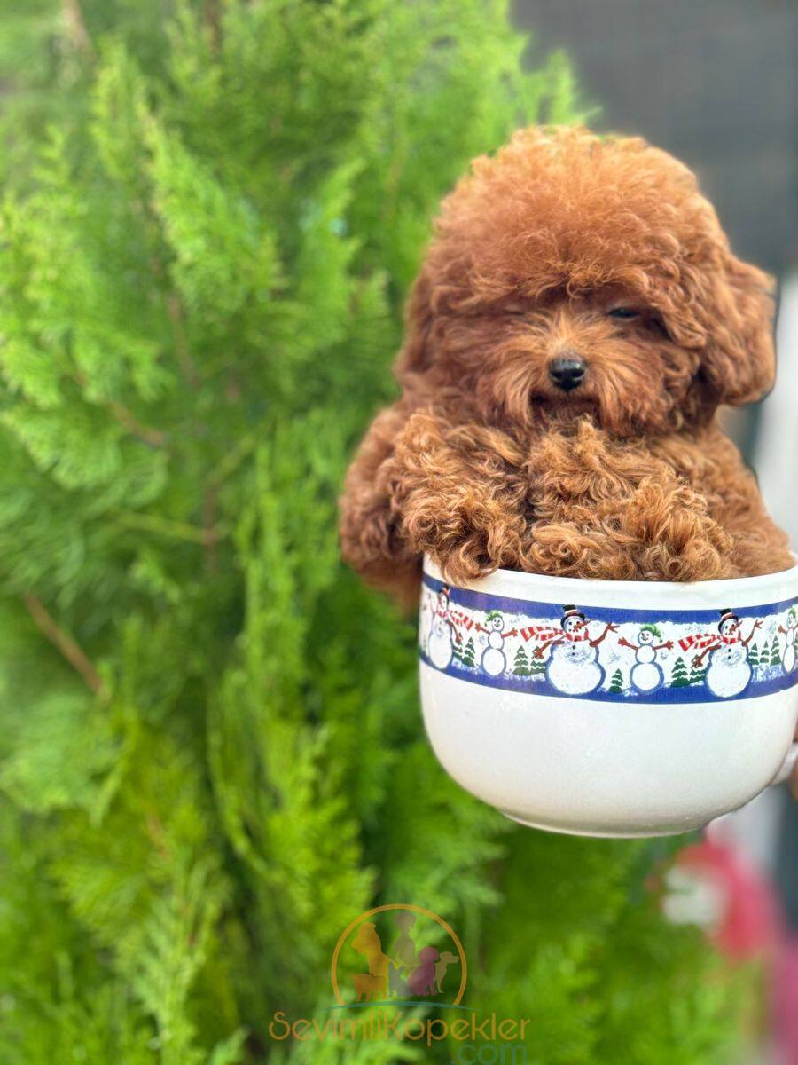 satılık Poodle Toy dördüncü fotoğrafı