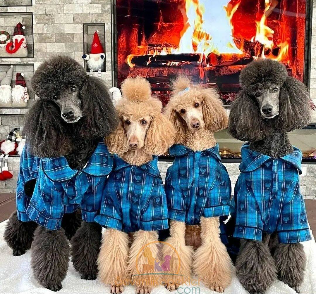 satılık Poodle Toy üçüncü fotoğrafı