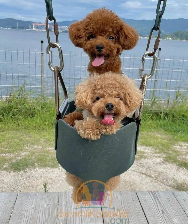 satılık Poodle Toy fiyatı