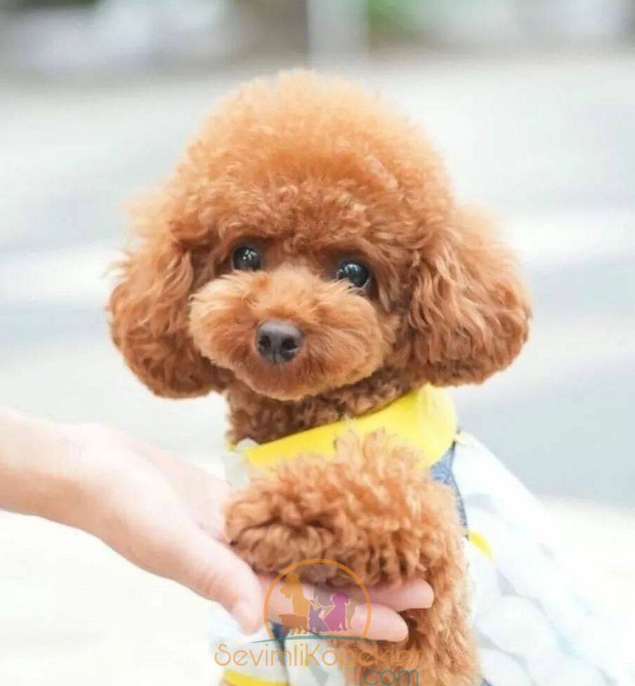 satılık Poodle Toy fiyatı