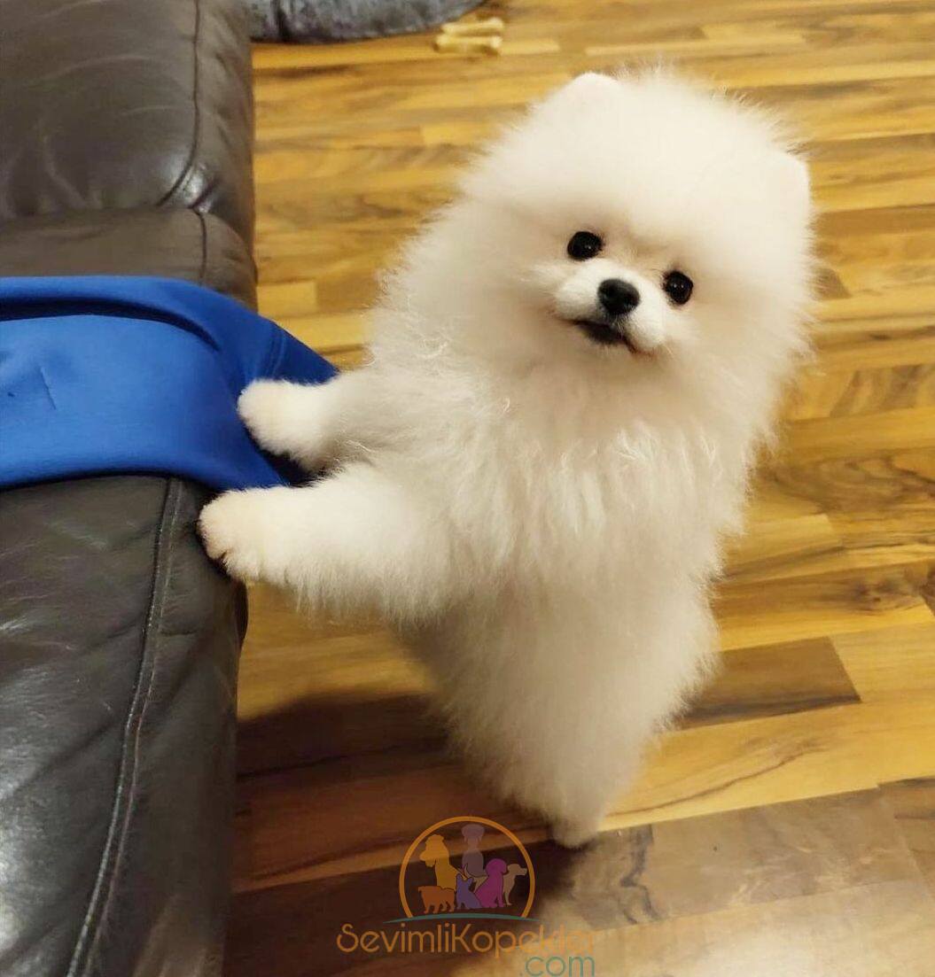 satılık Micro Pomeranian fiyatı